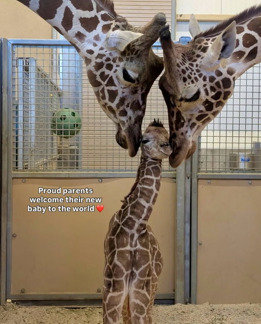 Welcome to the world, little one🦒 @hoglezoo 📍Hogle Zoo, Utah