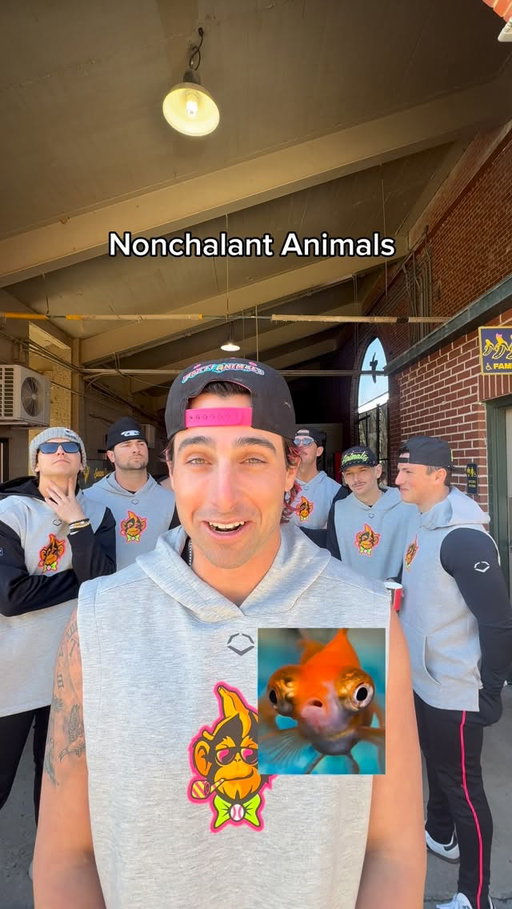 Comment your favorite below 🦭🤣 

#funny #cringe #animals #trynottocringe #fyp