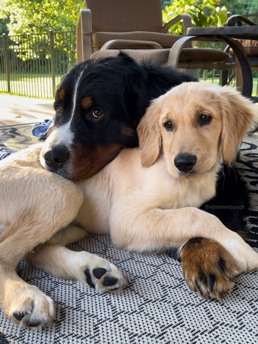 Every berner needs a golden best friend 💛

Happy National Golden Retriever Day to all of our golden friends✨

The golden in these photos is Weller’s best friend, Chipper! They’ve been friends since Chipper was a puppy🥹

#bernesemountaindog #goldenretriever #cutedogs