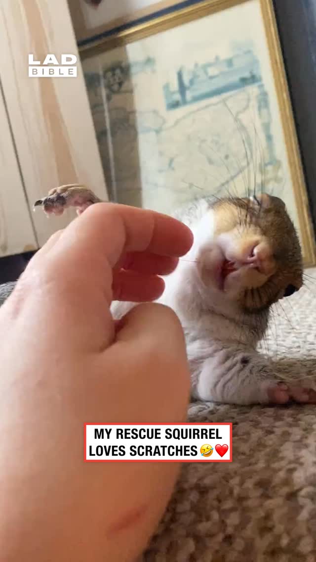 Him holding his arm up 🤣❤️⁠
⁠
Grey squirrels are one of the most familiar wildlife species in parks and gardens across the UK and North America. Native to North America, they were introduced to the UK in the 19th century and have since become widespread, often outcompeting the native red squirrel due to their adaptability and resistance to squirrelpox, a virus fatal to reds.⁠
⁠
Grey squirrels are known for their agility, intelligence, and food-storing habits. They bury nuts and seeds in the autumn to retrieve later in winter, often relying on memory and scent to locate their caches. While sometimes seen as a pest, especially in woodlands and attics, they play a role in forest regeneration by unintentionally planting trees through forgotten food stores.⁠
⁠
🎥: ViralHog⁠
⁠
#wildlife #animals #ladbible