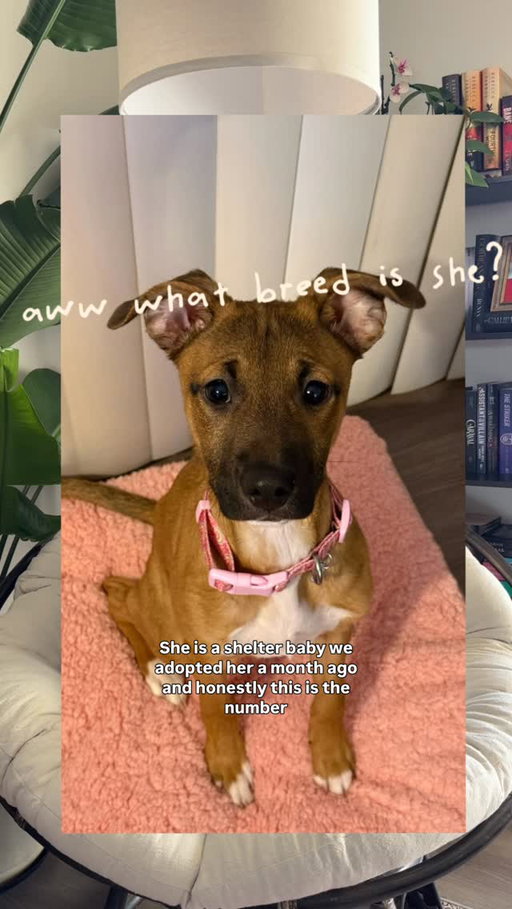 Place your bets, what breeds do you think Eevee is? 👀🐶 her DNA test is in the mail and we will find out soon enough 🤭 lol

#dogmoms #dogmomma #rescuedogsrule #cattledogmix #shelterdogsrock