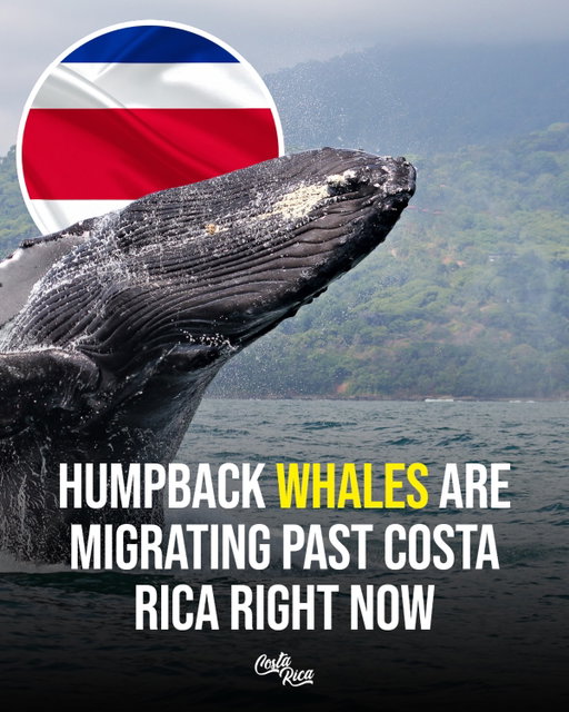 Whales are stealing the spotlight in Costa Rica right now 🐋🇨🇷

🐋 Humpback whales are migrating past Costa Rica’s coastline
🌊 You can spot them breaching and tail-slapping in open waters
📍 Best sightings are along the Pacific coast especially near Uvita and the Osa Peninsula
🗓️ Peak season runs now through early spring depending on the migration group

👉 Save this if whale watching is on your bucket list and tag who you’d go with

📍 Costa Rica
