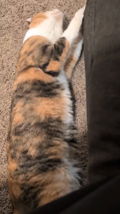 Stand up joke with cat videos