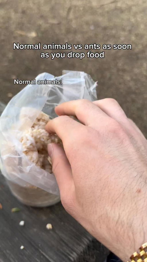 Normal animals vs ants as soon as you drop food. #reels #skit #comedy #funny