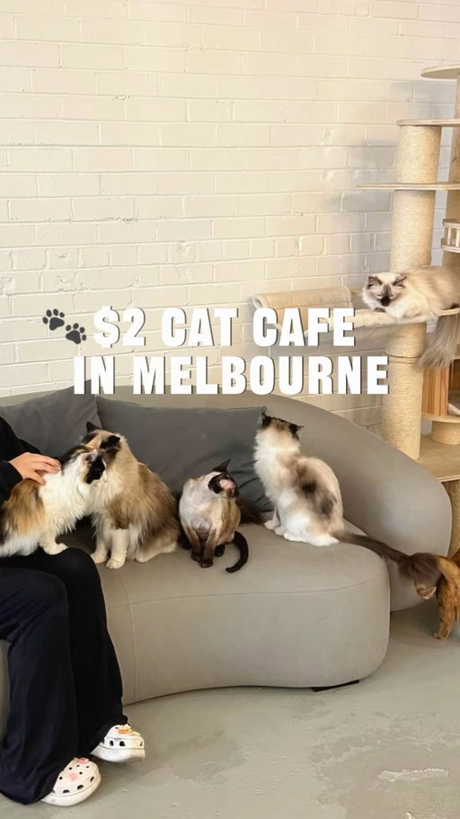 The most affordable cat cafe in Melbourne 🐱🐾
Only $2 for 10 mins and the cats were so cute!! Will come back for sure to see these babies 🥹

📍Danta Petz Cat Cafe, 505 Riversdale Rd, Camberwell VIC 3124

#catcafe #catcafemelbourne #catlover #melbournethingstodo #thingstodoinmelbourne