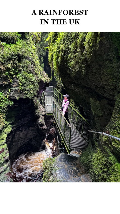 Did you know the UK has rainforests? 🌿

This is one of the UK’s rare temperate rainforests. These rainforests are incredibly rare, covering less than 1 percent of land in the UK and only a tiny fraction of forest types worldwide. I’d wanted to visit one for such a long time, so when I was back in Devon visiting my family I finally made it here and took my mum with me. We had the nicest walk, moving slowly, watching the wildlife and taking in just how green and alive everything felt.

Temperate rainforests form because of constant rainfall, mild temperatures and moisture rich air. That steady damp allows mosses, ferns and lichens to grow over everything, not just the forest floor. Many of these rainforests are thousands of years old, developing gradually since the last Ice Age. Only small pockets now remain mainly in the South West, parts of Wales, Northern Ireland, and along the west coast of Scotland.

It still amazes me that somewhere this rare exists quietly right here at home.

#UKRainforest #ExploreEngland #HiddenGemsUK #VisitDevon #UKNature

Rainforest UK | UK hidden gems | UK travel | Devon | Visit England