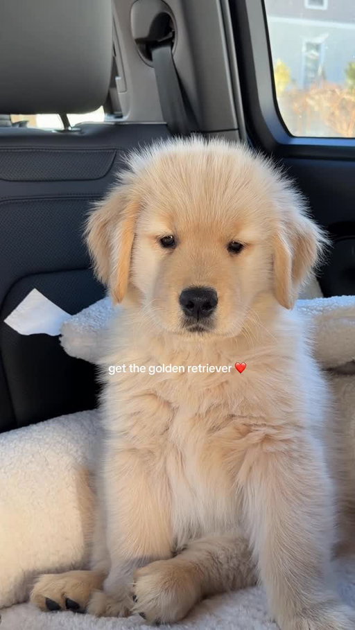 Your sign ❤️🫶🏻 #goldenretrieverworld #ralphthegolden #puppy #goldenretrieverpuppies #goldenretriever