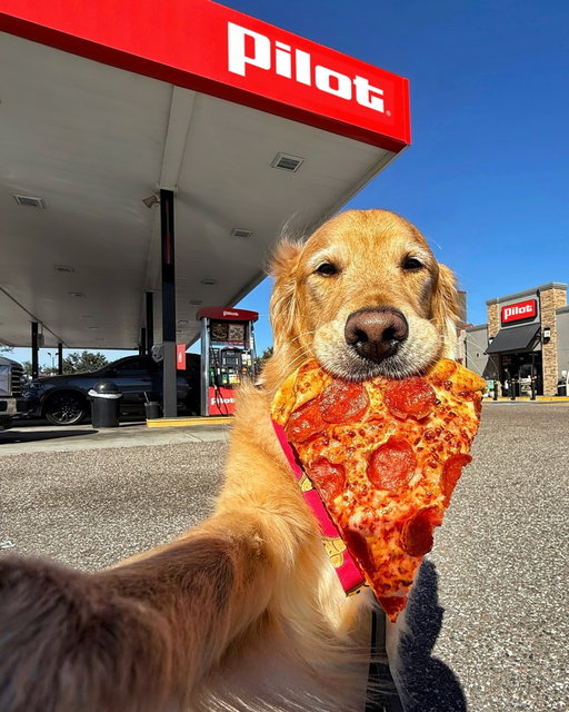 #PilotPartner Happy National Pizza Day!🍕 Today, @pilotflyingj is offering a $2 slice of pizza in the Pilot app! Just save the offer in the app on 2/9.

**Terms apply. See store for details.
***Donut does not eat pizza and we do not recommend feeding your dog pizza***