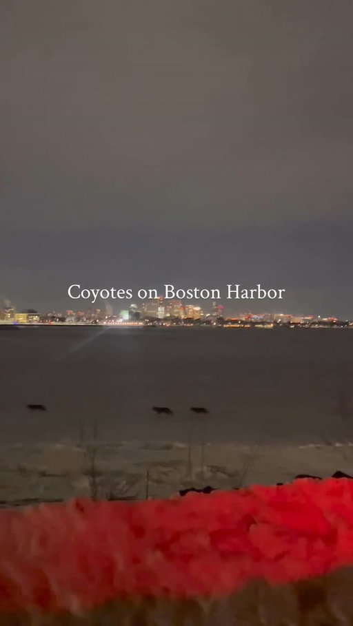 It’s been so cold in Boston that coyotes are using frozen Dorchester Bay as a shortcut to get around 🐺

📹: @celaine0987