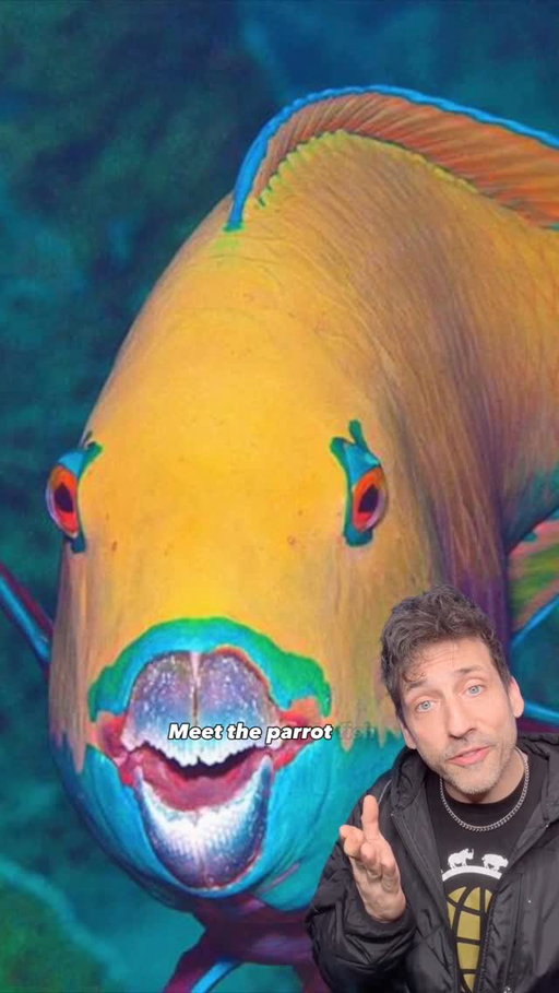 The fish that creates beaches 👀 #funfact #didyouknow
