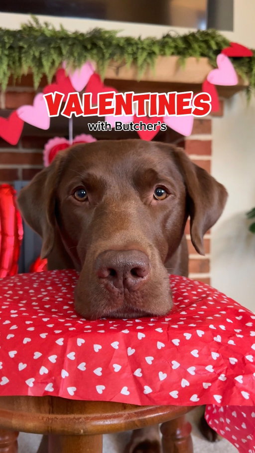 Would you go on a Valentine’s date with Hector? 🥹❤️

AD/ Heccy is ready to wine and dine this Valentine’s after setting up for a date 🥰 we’ve teamed up with @butchersdogfood to bring you a special Valentine’s giveaway 💌💗

You can win a £40 Loungers voucher for a special dog-friendly meal, a Valentine’s tug toy, Green & Black’s chocolate selection box, a box of delicious @butchersdogfood AND @waggpetfood dog treats 🐶

To enter:

🐾 Like this post

🐾 Tag a friend in the comments

🐾 Follow @hectorthechocolabo & @butchersdogfood

The giveaway ends on 16th February at 12:00 pm GMT through the official @butchersdogfood account only. Beware of similar accounts - only messages from us are legitimate.

Winners will be contacted via DM on 16th February by @butchersdogfood only. The winner must claim prizes by 23rd February. Butcher’s will not be held accountable for prizes not received in the post. This competition is not affiliated with Instagram or Facebook. T&Cs apply 🤎