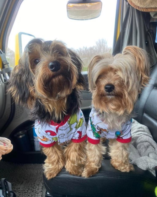 Meet Chewy and Daisy, our February Pilot Pet on the Road winners! 🐾 ❤️

Chewy is a 9‑month‑old ball of energy who joined the trucking life at just 8 weeks old. He brings all the rambunctious puppy vibes to the cab and keeps the miles lively. Daisy, his 4‑year‑old partner on the road, has been riding since she was 10 weeks old and balances things out with her sweet and cuddly personality.

Together, this duo loves snacking on duck jerky and pig ears, and they never pass up their favorite meal from Pilot, the roasted chicken. Whether they’re snoozing between stops or begging for treats, Chewy and Daisy make every mile a little brighter ❤️

Check out our latest post on Facebook to submit your furry co-pilot as next month’s Pilot Pet on the Road.