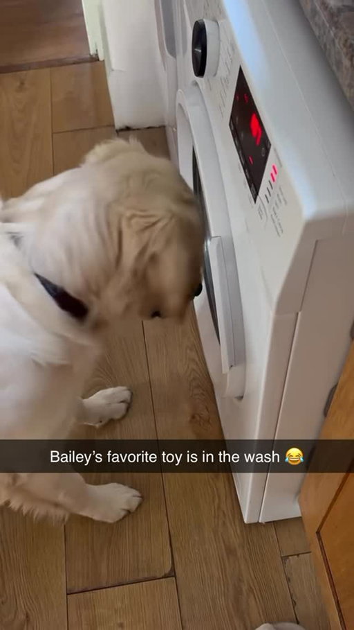 “Give me my toy now!” 😂