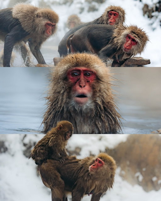 One of the BEST places to visit in Japan 🇯🇵 🐒

Located in Nagano, Jigokudani Snow Monkey Park is home to wild Japanese snow monkeys and it’s the only place in the world where they regularly soak in natural hot springs during winter. Once you arrive, there’s a short 20–30 minute walk through the forest to reach the onsen where the monkeys gather.

What surprised me most was how natural everything felt. There’s just one main hot spring that they all share, and watching them take turns, squabble over spots, and eventually settle in was both funny and fascinating. Even with plenty of people around, the monkeys were totally unbothered and just going about their day.

You’ll see everything from fully grown adults that others instinctively move aside for, to tiny babies sticking close to their mothers. I’ve seen monkeys while traveling before, but never ones with bright red faces, thick white fur, and such distinct personalities.

It’s definitely a popular stop, but if you’re in Nagano (or even coming from places like Hakuba or Tokyo), it’s 100% worth the extra effort. Easily one of the most memorable experiences of our time in Japan.

SAVE THIS FOR LATER ⬇️

📍 Jigokudani Snow Monkey Park, Nagano, Japan
🚶 20–30 min walk from the entrance
💰 ¥800 adults / ¥400 children
⏰ Open 9am–4pm
❄️ Best time to visit: Winter Months
🚗 1 hr from Nagano / 3.5 hrs from Tokyo

#snowmonkeypark #nagano #japantrip #visitjapanjp #traveljapan