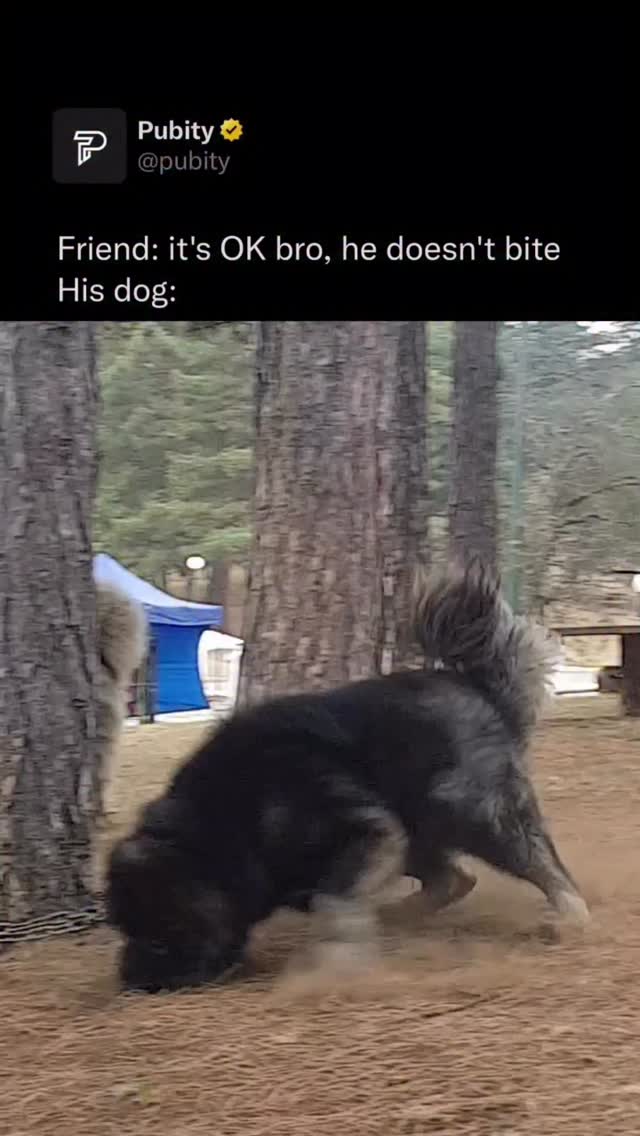 😭

The biggest dog ever officially recorded was a Great Dane named Zeus, who held the world record for tallest dog. Standing an incredible 44 inches tall at the shoulder and over 7 feet tall on his hind legs, Zeus weighed around 155 pounds and was recognized by Guinness World Records in 2012. While some dogs have weighed more, Zeus remains the tallest dog ever documented, making him the largest by height in recorded history.

(Aleksandar Kauzlaric via ViralHog)

#dogs