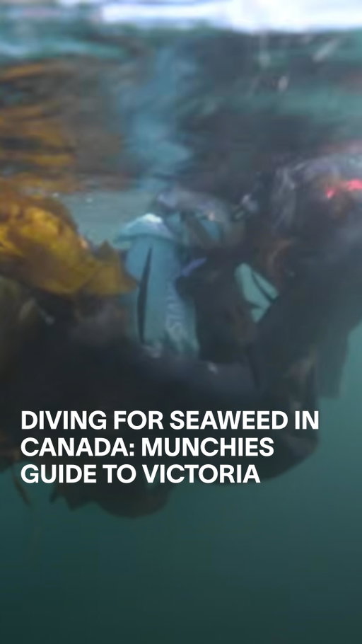 Victoria is the capital of British Columbia, the City of Gardens, and a seaweed harvester’s heaven. Meet our host, Amanda Swinimer @dakinitidalwilds, also known as the Mermaid of the Pacific. She free dives for wild seaweed off the coast of Victoria and sells her harvests to some of the best breweries, distilleries, and restaurants in town.

On our first episode of MUNCHIES Guide to Victoria, Amanda starts it off where she’s most comfortable: in Victoria’s clear blue waters. After harvesting wild seaweed, she makes her way to Sheringham Distillery @sheringhamdistillery, a gin distiller who uses Amanda’s seaweed to make their flagship award-winning Seaside Gin. Amanda keeps the day going strong at Whistle Buoy Brewing Company @whistlebuoybrewing where her seaweed is used to make a specialty neon green-blue beer. Finally, Amanda heads to LURE Restaurant and Bar @lurevictoria to make some kelp-infused fish and chips and enjoy dinner full of scallops, salmon and other seafood.

Made in Partnership with Destination Greater Victoria.