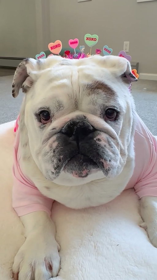 POV: you're single on Valentine's Day....🫶🏻🔥😜😂.
.
.
Joining our sweet friend @mimi_the_english_bulldog for a much needed massage ....💗.
.
#valentinesday #single #love #funny #bulldogs