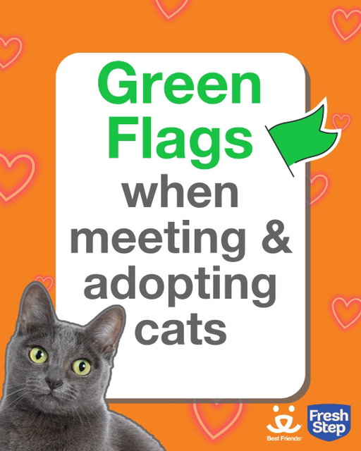 If you're reading this, you're already full of green flags 💚🐱 

Forget the drama of dating humans. This Valentine's Day, we're helping you match with cats! But how do you know which cat is YOUR cat? We've got you. From the judgy look (it's actually a kiss!) to the one playing hard to get (they feel safe with you!), these green flags will guide you to your match. 

Find your Valentine at bfas.org/FreshStep 

@freshstep is covering adoption fees from 2/13-2/16* and anyone who adopts in February gets free litter (redeemable exclusively at @walmart)** 

*Up to $10,000 total adoption fee coverage. 

**$20 digital coupon for any Fresh Step litter at Walmart or Walmart.com. Limit 1 per household. Valid only for cats adopted through Best Friends Animal Society.