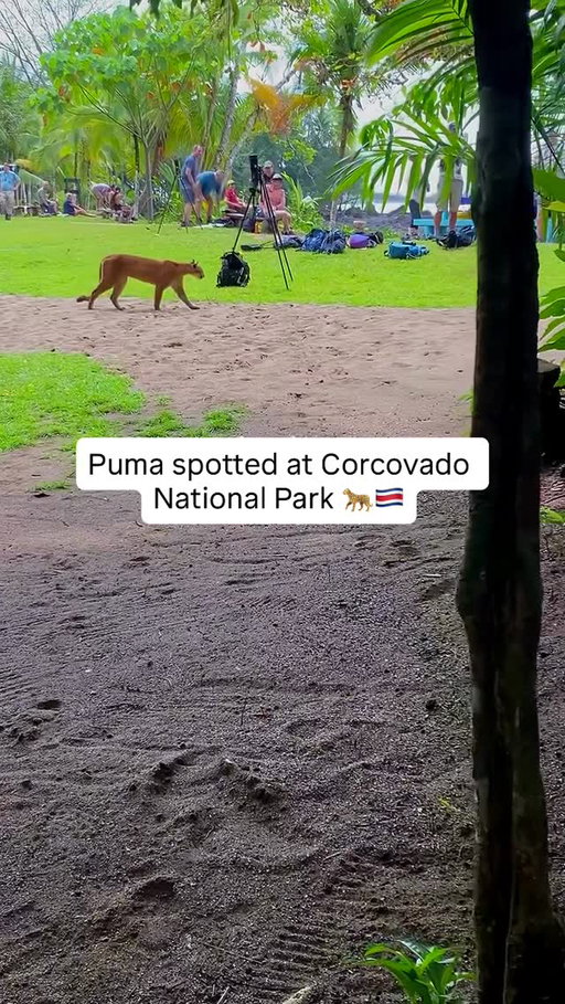 An amazing moment was captured in Corcovado National Park. 

A puma came out of the forest and stood in front of tourists for a few seconds, just a few meters away.

The video was recorded by Keylor Monge, a local tour guide, during a tour last Friday, February 6.

🎥: @corcovado_keytours 

#corcovado #corcovadonationalpark #costarica #wildlife #puma bigcat nature