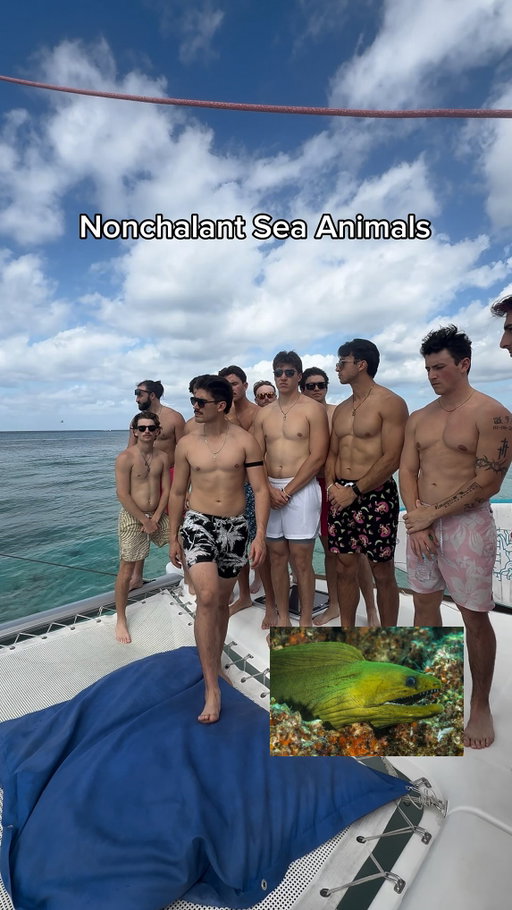 Nonchalant Sea Animals 🐳🤣

#funny #cringe #animals #nonchalant #trynottolaugh