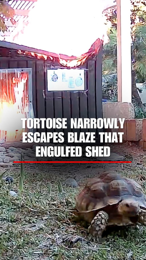 SHELL SHOCK: A tortoise narrowly escaped tragedy after a fallen heat lamp ignited her shed, with security footage capturing her scrambling to safety as flames raged behind her.
