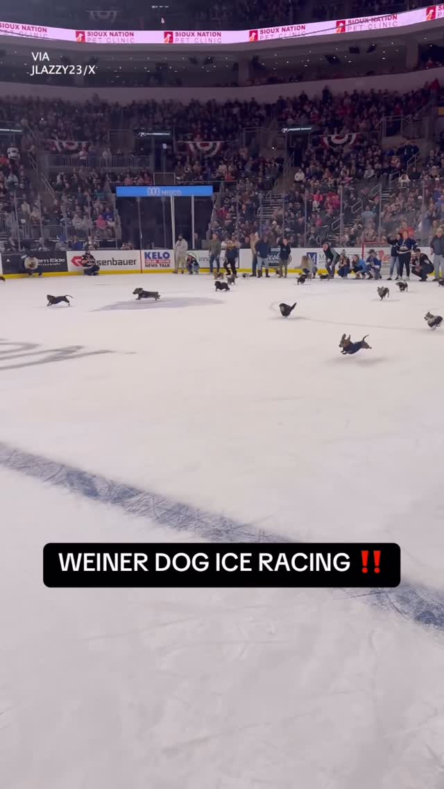 Put this in the Winter Olympics immediately 🐶

(via Jlazzy23/X)