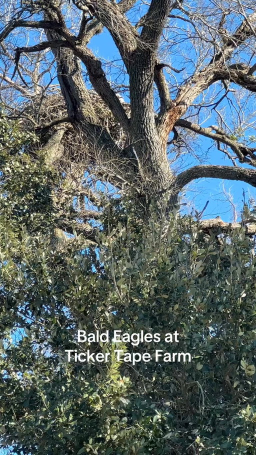 Gotta love our own nest and breeding pair!  #Bald eagles