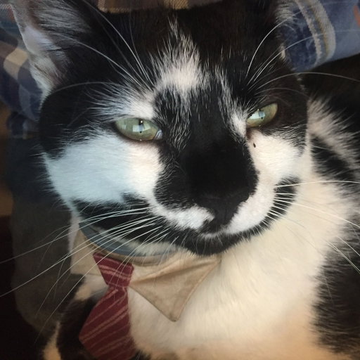 Fun fact: God of War Sons of Sparta developer Mega Cat Studios is named after this beautiful creature 🐈‍⬛

Founder and CEO James Deighan: “...we had a beloved cat that I had as a pet that passed. One of our [team members’ now-wife] volunteers at a local animal shelter here, and she was serving a few bottle babies. [Bottle babies] are whenever the shelters are completely overburdened with animals, the trained [certified] volunteers can take [cats] home and help raise them. I was dealing with some pet-loss heartbreak, as you do, and [the shelter had] this one, really aggressive runt in the litter that we ended up taking home and bottle feeding and spending some time with. That was Mega Cat. 

“So when we first came up with a list of many ideas and names for the company, we included [“Mega Cat”] on the list and started voting and sharing it around with our friends, family, and colleagues. And there was this really overwhelmingly positive response [to the name]... which kind of rolls off the tongue. Early years, it really worked to our advantage, because people confused us with Mad Catz [laughs].

“We had all these names that we really went deep on, and we added a Mega Cat at the end of the list. Even our UPS driver was like, “that one's awesome, man.’”

Learn more from the dev at PlayStation Blog.