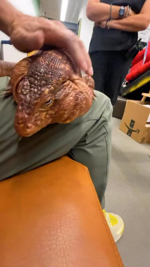 Those are its jaw muscles!

#redtegu #exoticpets #reptile #animalencounter