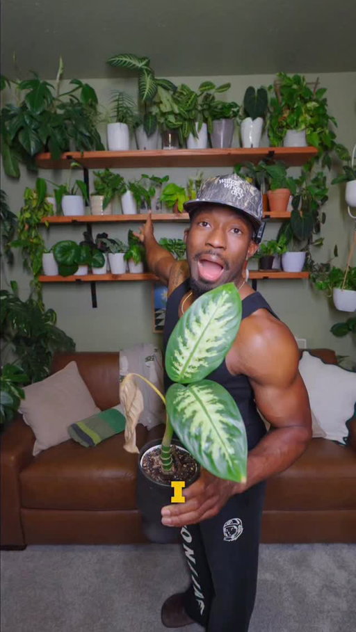I own 300+ houseplants and here’s what they’ve taught me:

Most of the issues?
Cut them off.

• Draining your energy? Cut them off.
• Constant confusion? Cut them off.
• Always chasing effort? Cut them off.
• Explaining your worth? Cut them off.
• Chaos disguised as connection? Cut them off.

Not out of anger.
Out of growth.

Sometimes peace isn’t complicated. It just requires pruning.

#ProtectYourPeace #Growth #plants #prunning #cutthemoff