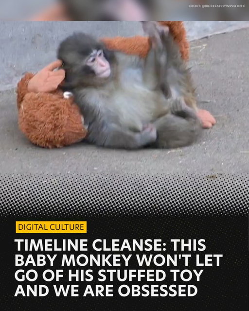 There are some stories the internet collectively decides to care about.

This week, it’s a little monkey named Punch.

Punch — or more colloquially, Punch-kun — is a baby macaque at Ichikawa City Zoo in Chiba, Japan, near Tokyo. Born in July 2025, he was rejected by his mother shortly after birth. In the wild, that would have meant certain death. At the zoo, where Punch was raised through hand-rearing, it meant something else: survival, and a substitute for the one thing zookeepers couldn’t provide.

A plush toy.

In photos and videos that have now spread across X and Instagram, Punch rarely lets go of his stuffed orangutan doll. He clings to it while he sleeps. He carries it on his back. When he’s frightened or overwhelmed, he presses his face into it, as if trying to disappear. Unfortunately, the other monkeys in the enclosure haven’t taken to Punch as warmly as the internet has, though he is making some strides.

And his popularity in Japan is only growing, as hundreds of visitors flock to Ichikawa City for a glimpse of Punch and his stuffed orangutan (aka Oran Mama).