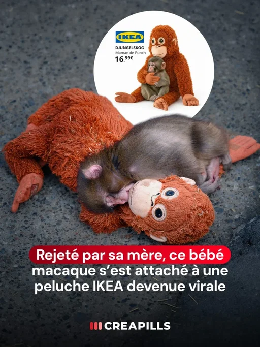 Rejeté par sa mère au zoo d’Ichikawa au Japon, ce bébé macaque prénommé Punch s’est accroché à une peluche orang-outan IKEA comme à un refuge.

Des images bouleversantes, devenues virales, au point de faire réagir IKEA en les intégrant dans une mise en page façon catalogue. Une manière délicate de rappeler qu’un objet du quotidien peut parfois devenir bien plus qu’un simple produit.