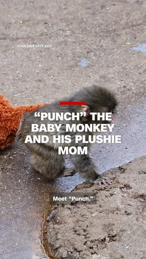 Abandoned at birth in Ichikawa City Zoo in Japan, this 6‑month‑old monkey found comfort in a stuffed orangutan - and won thousands of hearts online.