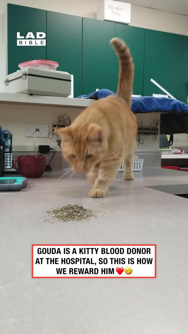 The way he sprawled out into the catnip 🤣⁠
⁠
Cats are drawn to catnip because it contains a compound called nepetalactone that triggers a response in their sensory system. When cats smell catnip, the compound binds to receptors in the nose and stimulates behaviors linked to pleasure and excitement. This can result in rolling, rubbing, purring, or bursts of playful energy.⁠
⁠
The reaction to catnip is genetic and not all cats are affected by it. Kittens usually do not respond until they are a few months old, and the effects typically last only a short time. After exposure, cats often become temporarily immune to its influence, which helps explain why catnip remains novel and enjoyable rather than overwhelming.⁠
⁠
🎥: ViralHog