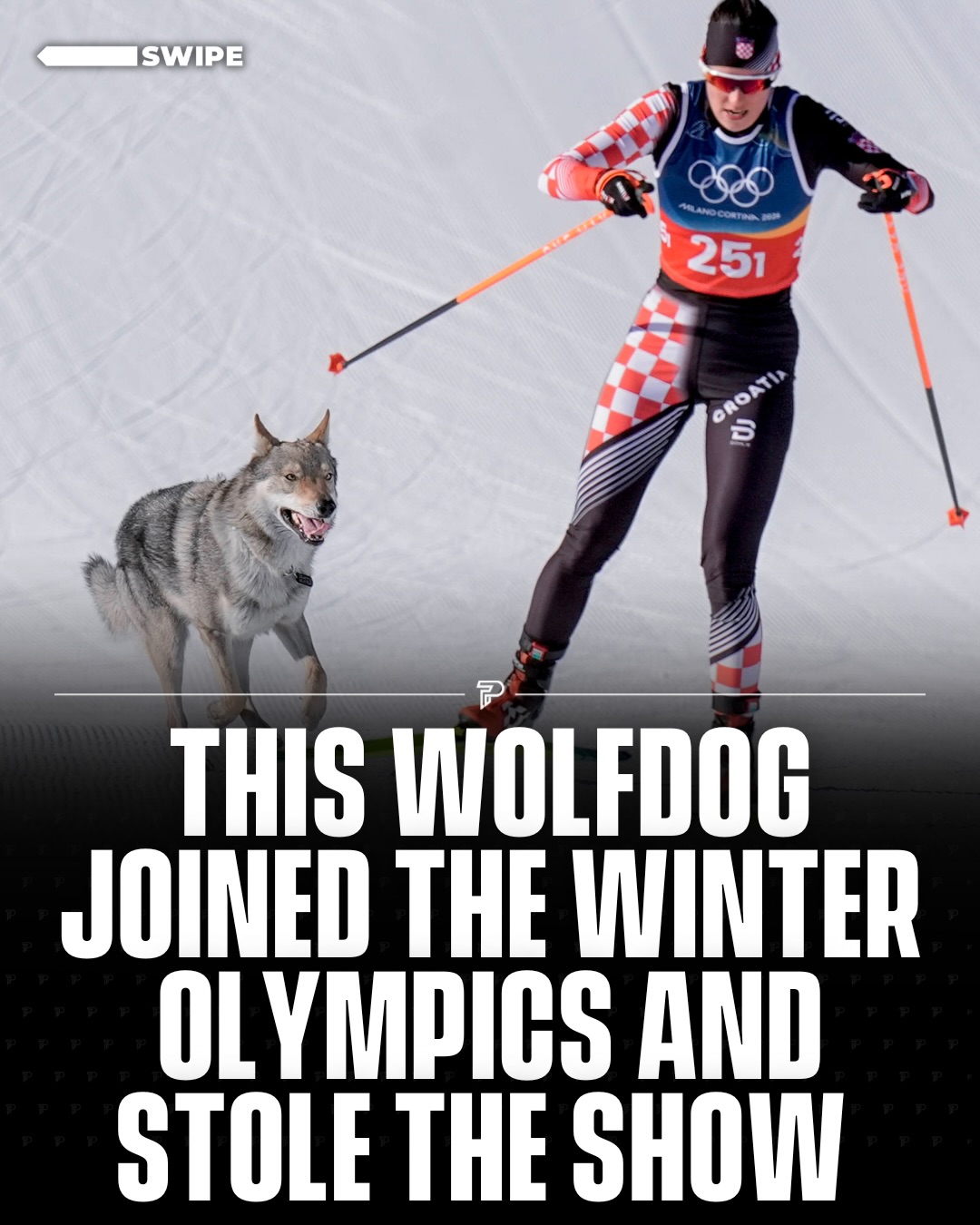 A Czechoslovakian wolfdog named Nazghul briefly turned into an extra competitor during the womens cross country skiing team sprint at the Milan Cortina 2026 Winter Olympics, after slipping away from its owner near the venue and running onto the course in the final stretch.

The dog sprinted alongside athletes and even crossed the finish line, triggering the official photo finish camera before being safely brought under control. No one was injured and officials treated it as a light moment once they confirmed everyone on the course was safe.

Nazghul belongs to a relative of Olympic officials, who said he was upset about being left behind and likely followed them to the race. Clips of the unexpected four legged racer quickly went viral as viewers shared the moment from the course.

#Pubity #Viral #Sports