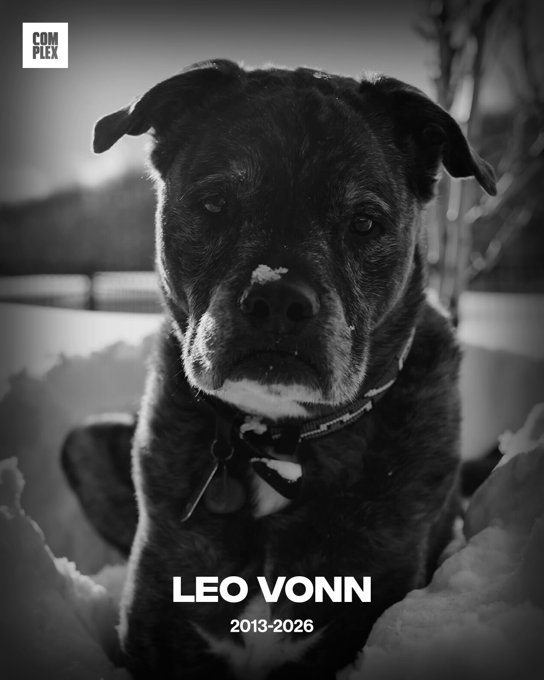 Lindsey Vonn shares that her dog Leo passed away the day after her crash 🙏