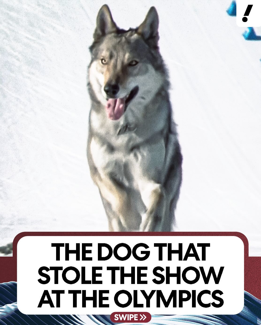 One good boy caused a little bit of mischief at the Winter Olympics 😅🐕