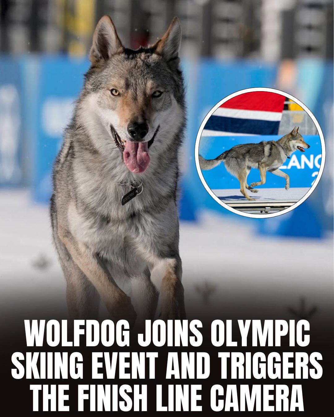 A Czechoslovakian Wolfdog named Nazghul made an unexpected appearance during the women’s cross-country team sprint at the Milan Cortina 2026 Winter Olympics after slipping away from his owner near the venue and darting onto the course in the final stretch. 🐺❄️

The energetic pup sprinted alongside the athletes and even crossed the finish line — briefly triggering the official photo-finish camera — before being safely retrieved. Thankfully, no one was hurt, and once officials confirmed the course was clear, the surprise moment was taken in stride.

Nazghul reportedly belongs to a relative of Olympic officials, who joked that he was simply upset about being left behind and decided to follow the action himself. Clips of the four-legged “competitor” quickly went viral, adding a lighthearted twist to an already electric race.

Via: @nbcsports 

#Olympics #Dogs #WinterSports #Viral