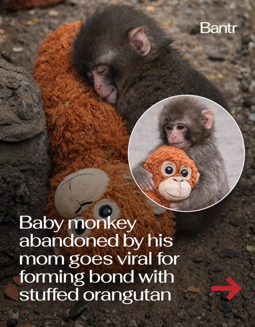 Well here come the tears 😭

Punch-kun, a six-month-old macaque at Ichikawa City Zoo in Japan, was abandoned by his mother shortly after he was born in July 2025.

Like most baby macaques, he should have been clinging to his mom from day one. Instead, caretakers had to hand-raise him and slowly introduce him to other monkeys.

When he struggled to integrate with the group, zookeepers gave him an oversized stuffed orangutan for comfort.

He hasn’t let go since.

He drags it around his enclosure. Eats beside it. Curls up with it to sleep. Guards it like it’s the most important thing in his world.

Photos went viral and now huge crowds are lining up outside the zoo just to see him and his plush “mom,” with staff even apologizing for entrance delays because turnout has been so overwhelming.

Media via Ichikawa City Zoo / X

#bantrparents #cuteanimals #viral