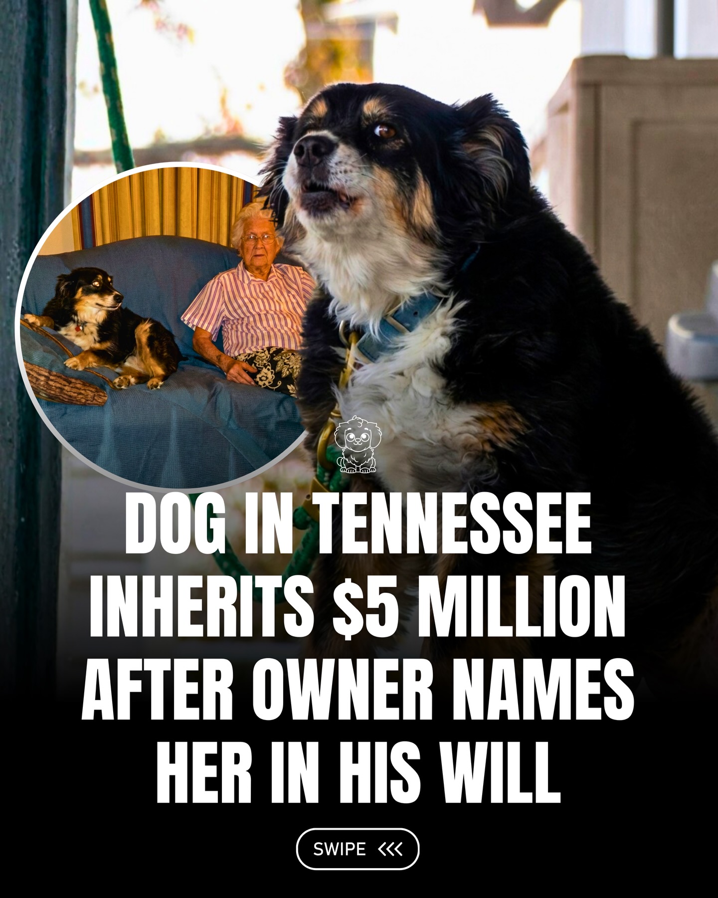 Most dogs are happy with a new tennis ball, but a Tennessee Border Collie named Lulu received something far beyond that. When her owner, Bill Dorris, passed away in 2021, he left $5 million in a trust dedicated entirely to her care. It was his way of making sure his loyal companion would always be looked after.

Lulu now lives with family friend Martha Burton, who has been appointed as her caretaker. Every expense, from food to medical needs, is covered through the trust, ensuring she continues to be well cared for. It’s a touching reminder of the deep bond between a person and their dog, one that can last far beyond a lifetime. 🐶🐾

#fluffy #pets #dogs