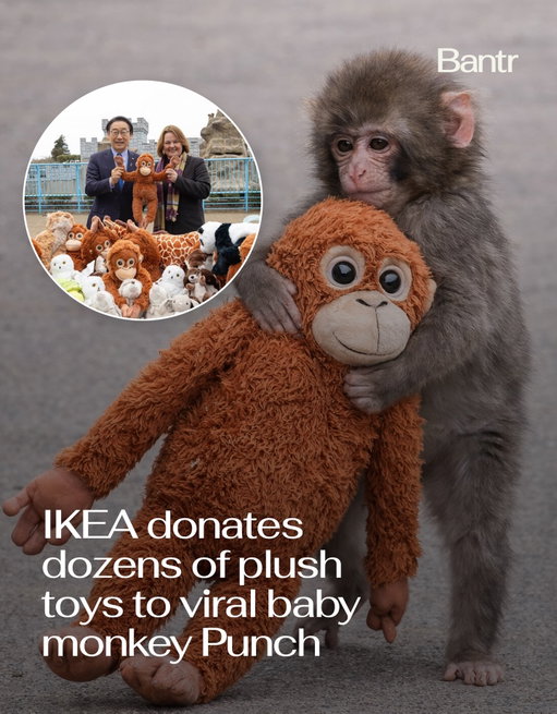 Punch-kun has backup now. 🧡

After going viral for clinging to an IKEA orangutan plush when his mother abandoned him at birth, the baby macaque at Ichikawa City Zoo just got a surprise visit from IKEA Japan.

The company donated more than a dozen stuffed animals including multiple versions of the same DJUNGELSKOG orangutan Punch had bonded with.

Zoo officials said they hope the toys continue to provide emotional comfort as he integrates into the troop.

And in a heartwarming twist, recent videos show Punch beginning to bond with an adult monkey who has started grooming him.

Media via ichikawa_shi / ichikawa_zoo on X

#readbantr #bantrparents #viral #punchmonkey