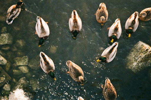 I still wonder, every time I see them, how are they still swimming at such low temperatures. And still, in a way, they make me realise winter still can hold a sense of community.
 
Dev & Scan by @graination_official 

#ducks #community #kodakgold200 #pointandshootcamera #fuji