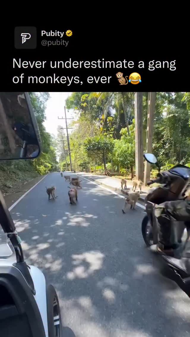 A park worker riding a motorcycle up Monkey Hill in Phuket was carrying a box of bananas when a monkey sprinted in, jumped up, and yanked the whole box onto the road.

As the bananas spilled everywhere, dozens of monkeys rushed in and turned it into an instant buffet, stopping traffic and causing chaos while tourists watched and filmed. The person filming says their golf cart accidentally rolled over the monkey’s paw in the scramble, but the monkey screamed and ran off and appeared unharmed.

Credit: @sabai.thai.life/ViralHog

#Pubity #Viral #Wildlife