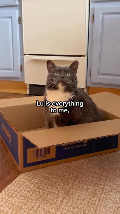 @chewy X @lucilletherescuecat 
—
I can always count on @chewy autoship for Lucille’s supplements to be conveniently delivered right to our door!
You can get up to 50% off select vitamins & supplements first time autoship - I highly recommend it! #ChewyPartner
#íyp #seniorcat #chewypartner #catsofinstagram
