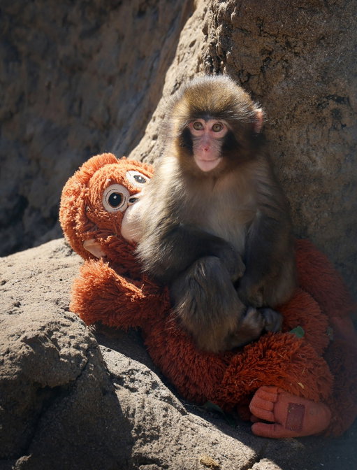 Sending Punch the monkey extra love today ❤️

#DidYouKnow Japanese macaques live in strict social hierarchies where rank determines everything — from who eats first to who grooms who!

📸: STR

#PunchTheMonkey #JapaneseMacaque #FluffyFriday