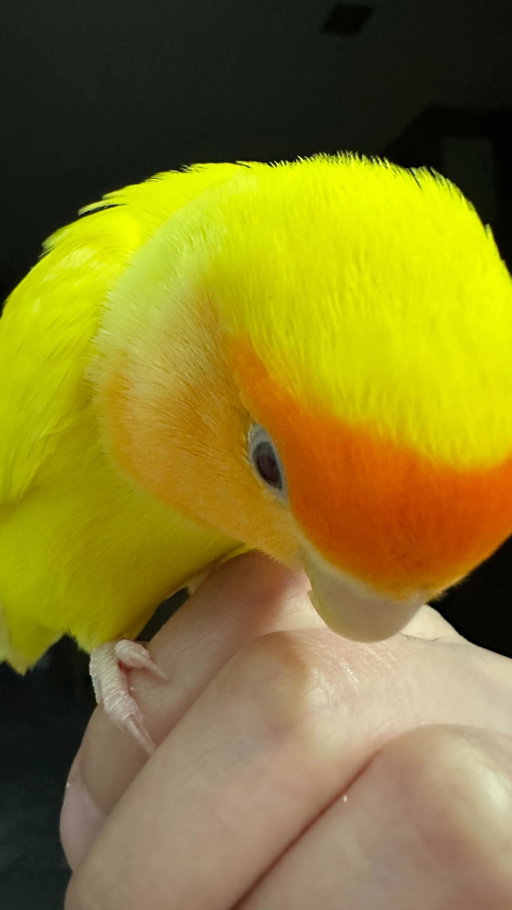 As a bird mom of 5🐥 

#reel #bird #parrot #lovebird #birdmom