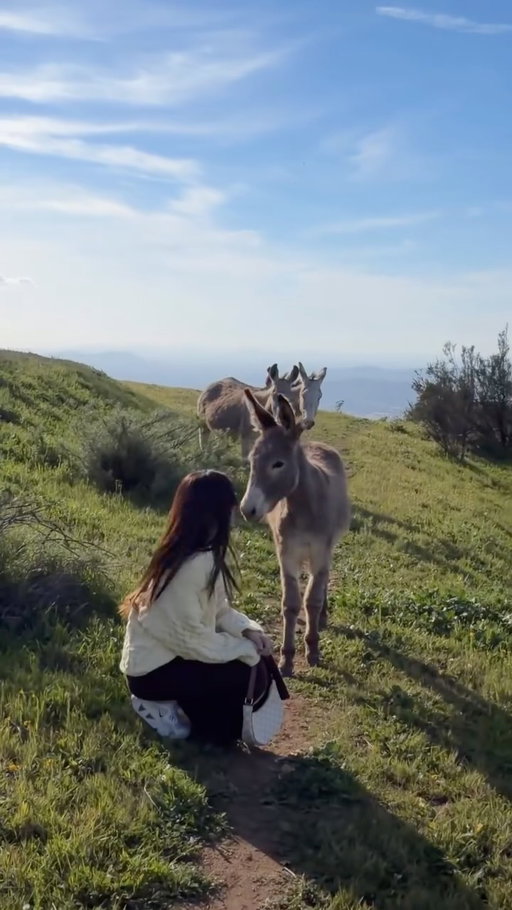 You’re not going to believe this is only one hour from LA.
This hidden gem is home to wild burros, also known as wild donkeys, roaming freely in the mountains.

▫️ Feeding wild burros is not allowed in California. Please respect the wildlife and maintain a safe distance. 
I briefly touched one for a few seconds because they kept following me, but I understand that keeping distance is important and will be more mindful next time.

Here’s the story behind them:
They’re not native wildlife. Most are descendants of pack animals brought to California in the 1800s during the Spanish and gold mining era. Over time, some escaped or were released and eventually formed herds in the mountains.
They may not be fully wild in origin, but they’ve been part of Southern California’s landscape for generations. Pretty fascinating, right? 🐴🌿

▫️ It is a regional park / open space reserve managed by Government
▫️Open daily 7:00 AM – 6:00 PM
▫️Parking $5 per vehicle, $2 per pet. 

#thingstodo #california #regionalpark #hiddengems #thingstodoinla 

A hidden gem just one hour from LA.
California travel blogger sharing things to do near Los Angeles.