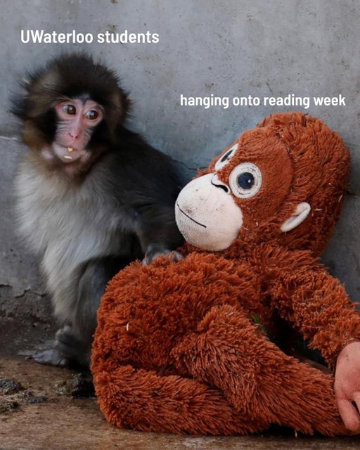 Punch the monkey and his stuffed orangutan 🦧 but make it #UWaterloo.