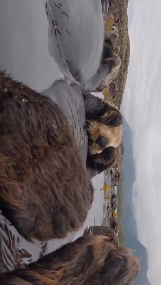 @maxwelhohn caught the otter-ly cutest moments along #TheInfiniteCoast.