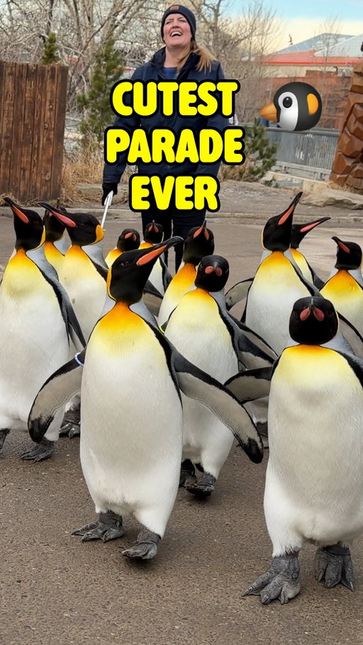 Have you ever seen penguins march? 🐧

The king penguins at the Calgary Zoo have the choice each day to leave their enclosure and go for a walk around the zoo. This parade of knee-high penguins waddling en masse is absolutely adorable. 

The Penguin Walk happens each day at 10:30am (until March 15th), if the temperature is less than 5 degrees Celsius and it’s not super windy. The up-close experience is included with the purchase of a Day Admission Ticket. 

@thecalgaryzoo @thewilderinstitute @tourismcalgary 

#yyc #calgaryzoo #yyckids #yycliving #calgaryalberta
